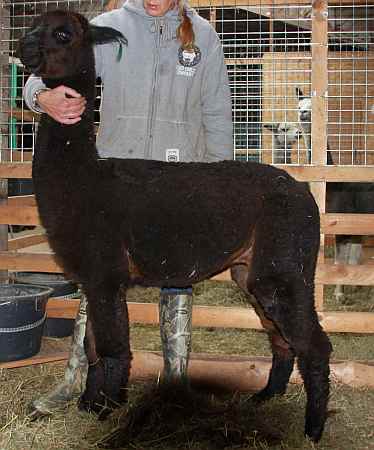 black male alpaca